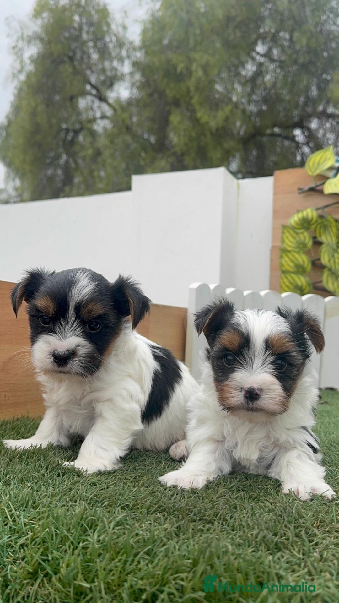 Yorkshire Terrier perros en venta: YORKSHIRE BIEWER - Anuncio 10