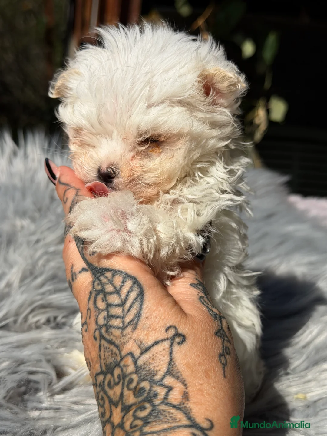 Bichón Maltés perros en venta: Bichon coreano micro  - Anuncio 2