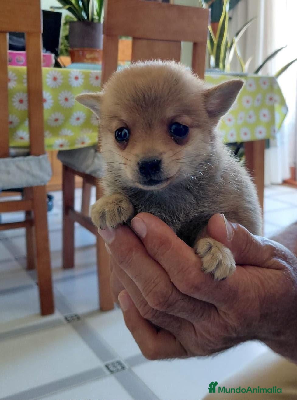 Chihuahua perros Chihuahua - Anuncio 2