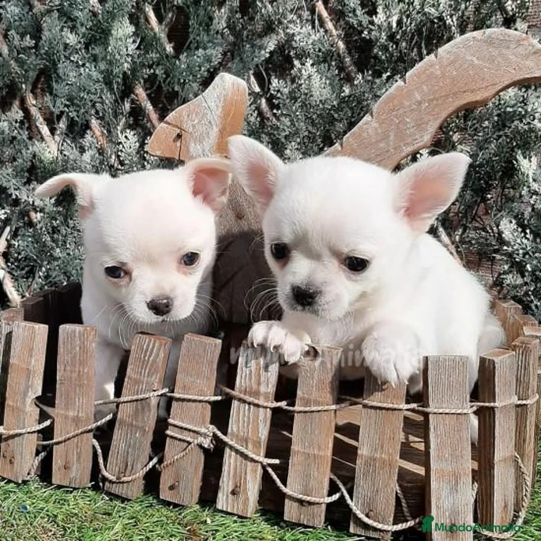 Imagen de galería {{count}}