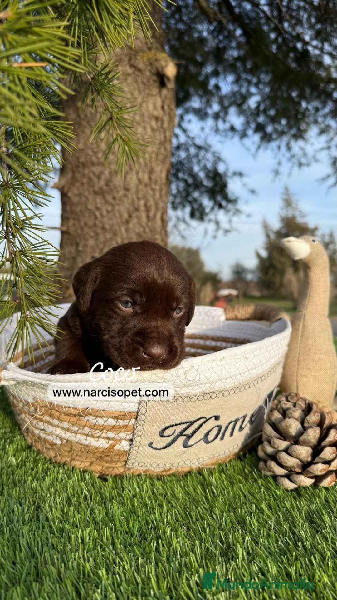 Labrador Retriever perros en venta: LABRADOR - Anuncio 3