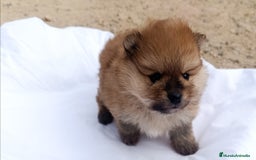 Pomerania perros en venta: CACHORRITOS POMERANIAS - Anuncio 5