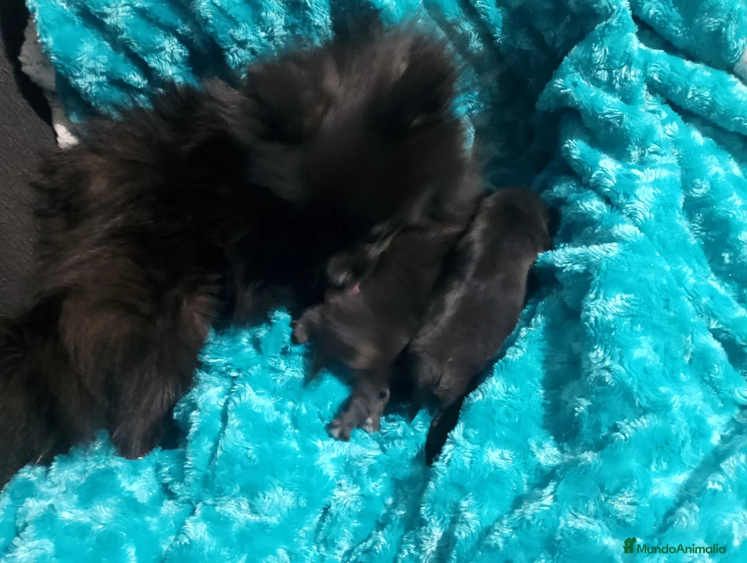 Pomchi perros en venta: Pareja de pomerania y pomchi toys  - Anuncio 8