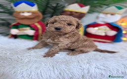 Caniche Toy perros en venta: CANICHE TOY - Anuncio 13