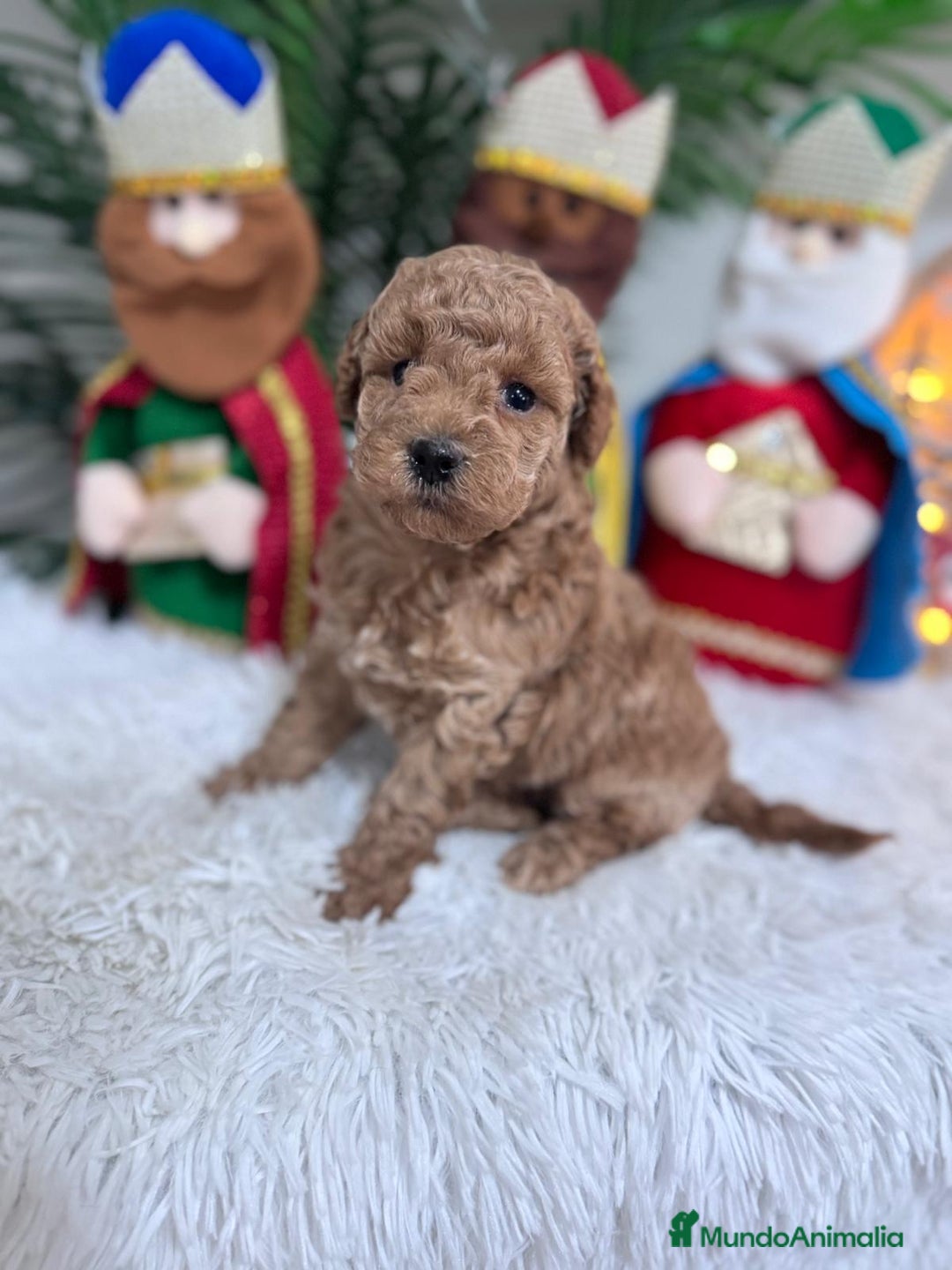 Caniche Toy perros en venta: CANICHE TOY - Anuncio 13