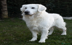 Golden Retriever perros en venta: Camada Golden retriever  - Anuncio 7