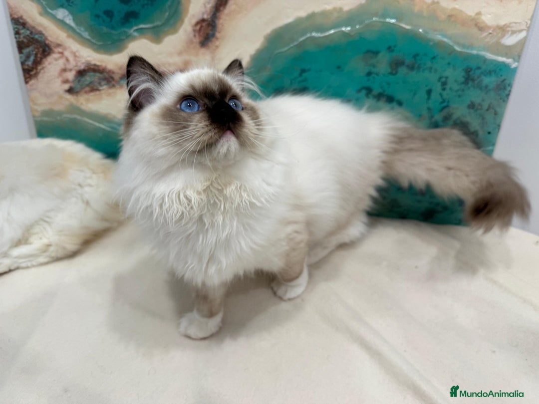 Ragdoll gatos en venta: Gatito Ragdoll Seal Mitted - Anuncio 6