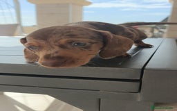 Teckel Miniatura perros en venta: Teckel mini exóticos, arlequín, pielbad, chocolate - Imagen 1