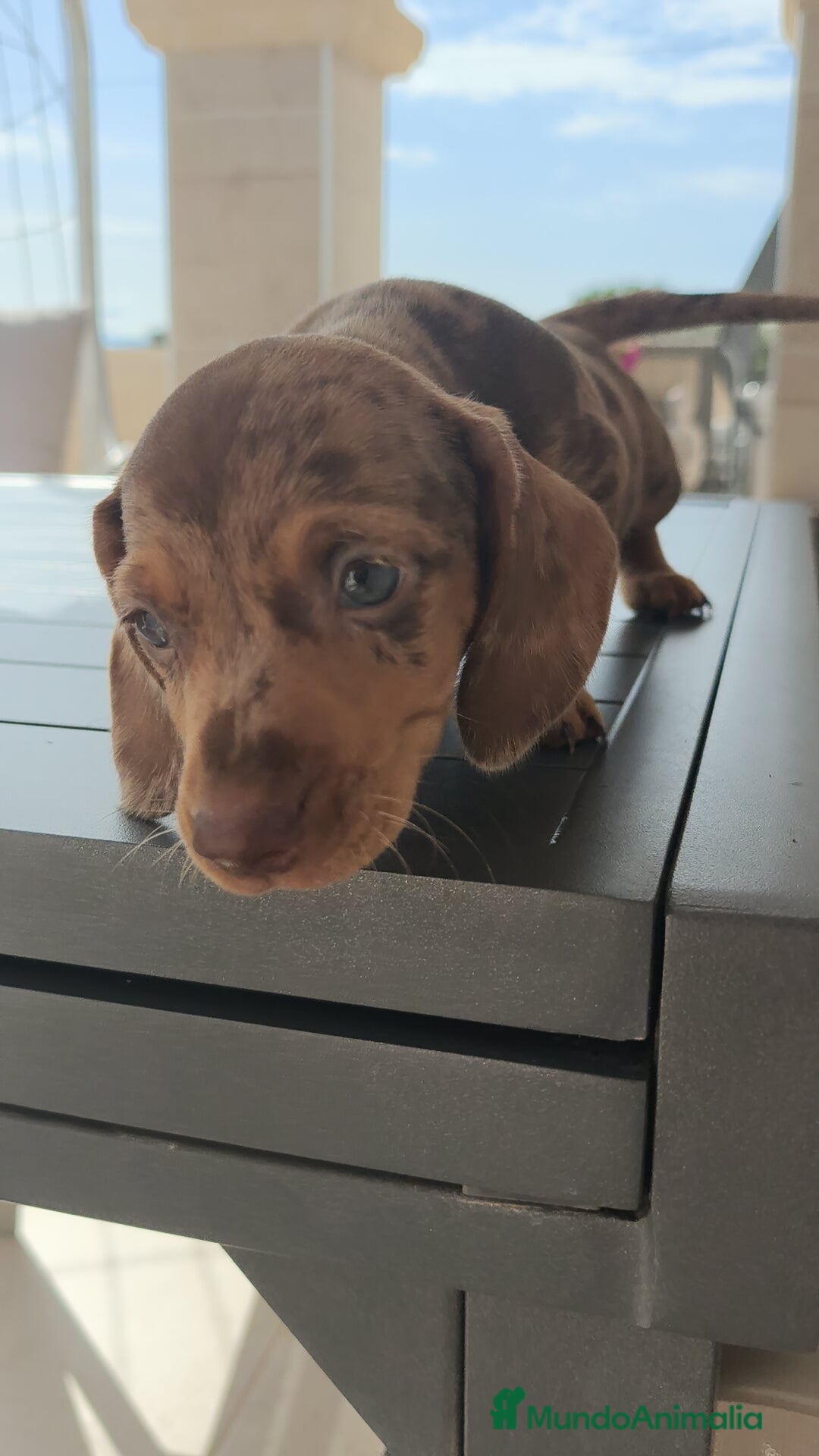 Teckel Miniatura perros en venta: Teckel mini exóticos, arlequín, pielbad, chocolate - Imagen 1