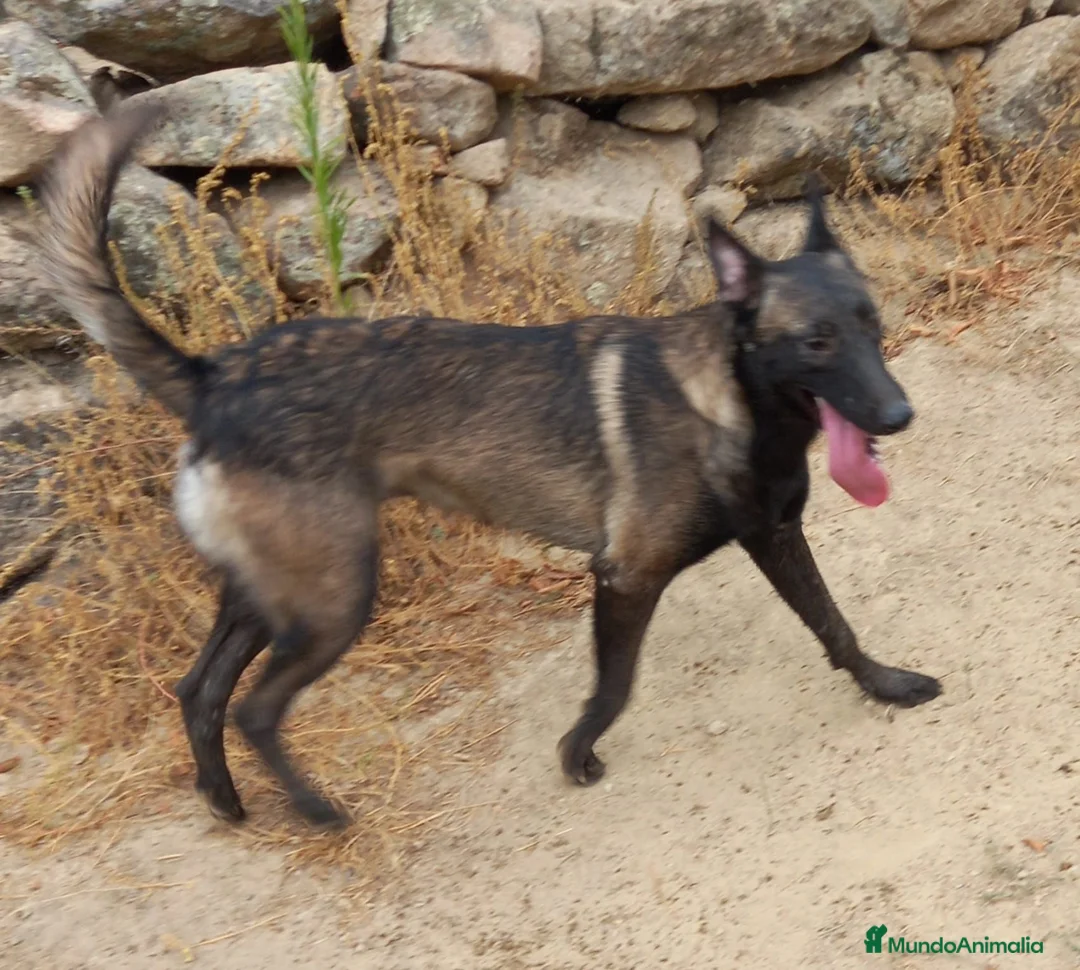 Pastor Belga Malinois perros en venta: Disponible Pastor belga Malinois  - Anuncio 7
