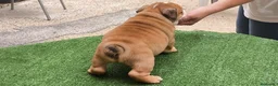 Bulldog Inglés perros en venta: Bulldog ingles HEMBRA  - Anuncio 5
