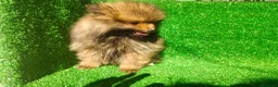 Pomerania perros en venta: Pomerania  - Anuncio 4