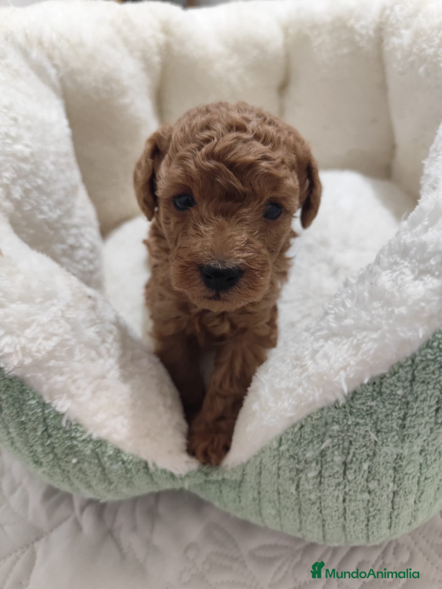 Caniche Toy perros en venta: Caniche Toy - Anuncio 8