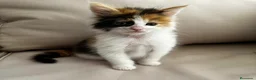 Maine Coon gatos en venta: Maine Coon - Anuncio 7