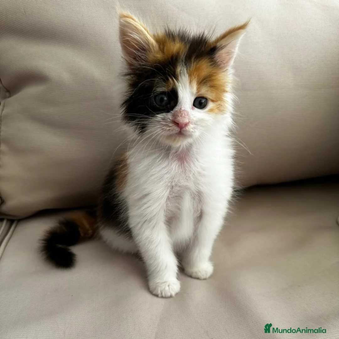 Maine Coon gatos en venta: Maine Coon - Anuncio 7