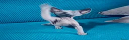 Sphynx gatos en venta: Sphynx  - Anuncio 1