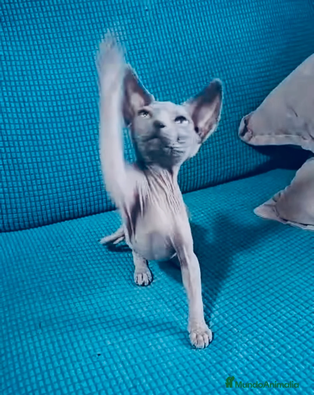 Sphynx gatos en venta: Sphynx  - Anuncio 1