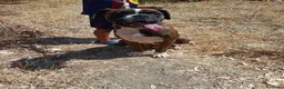 Boxer perros en venta: Boxer  - Anuncio 3