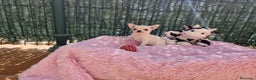 Chihuahua perros en venta: Chihuahuas espectaculares en Barcelona - Anuncio 2