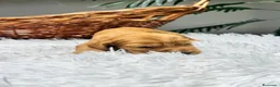 Cocker Spaniel Inglés perros en venta: COCKER SPANIEL INGLÉS  - Anuncio 9