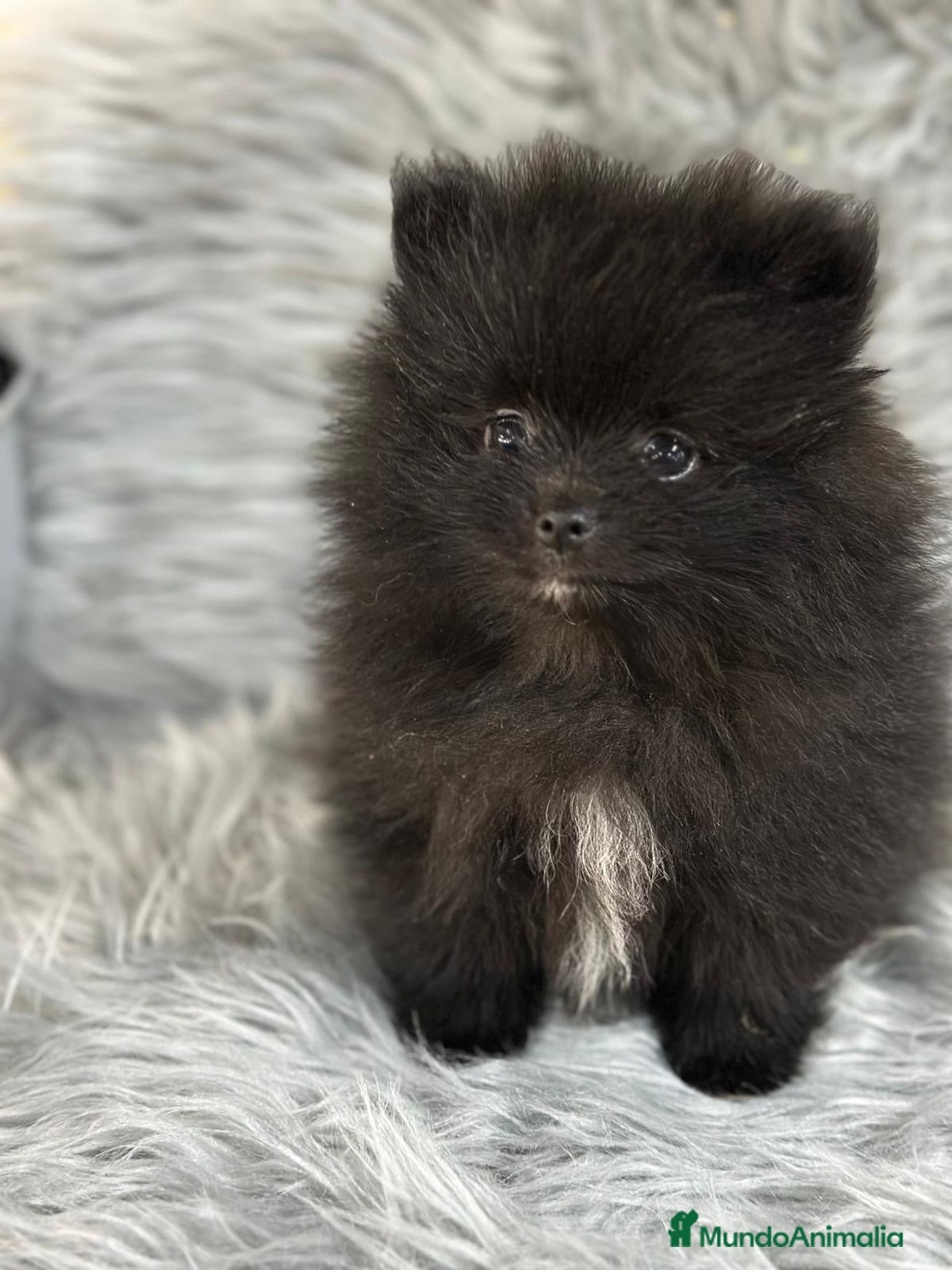 Pomerania perros POMERANIA TOY MACHO - Anuncio 1