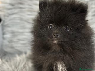 Pomerania perros POMERANIA TOY MACHO - Anuncio 1