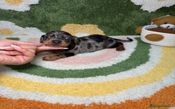 Teckel Miniatura perros en venta: Teckel Kaninchen Ojo azul Arlequin - Imagen 2