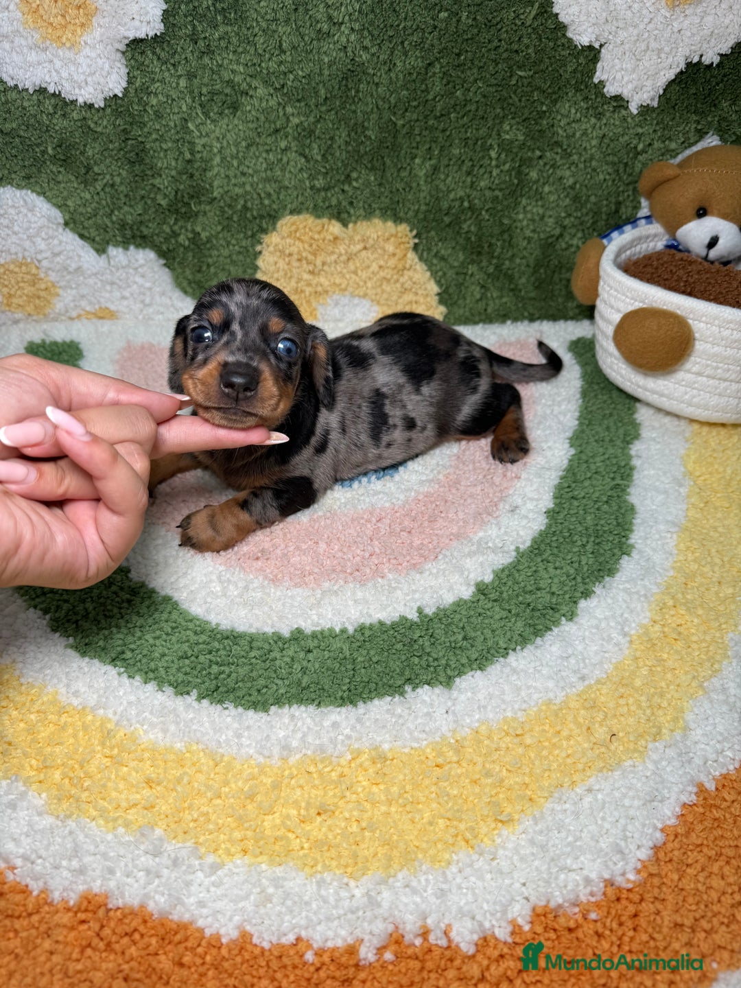 Teckel Miniatura perros en venta: Teckel Kaninchen Ojo azul Arlequin - Imagen 2