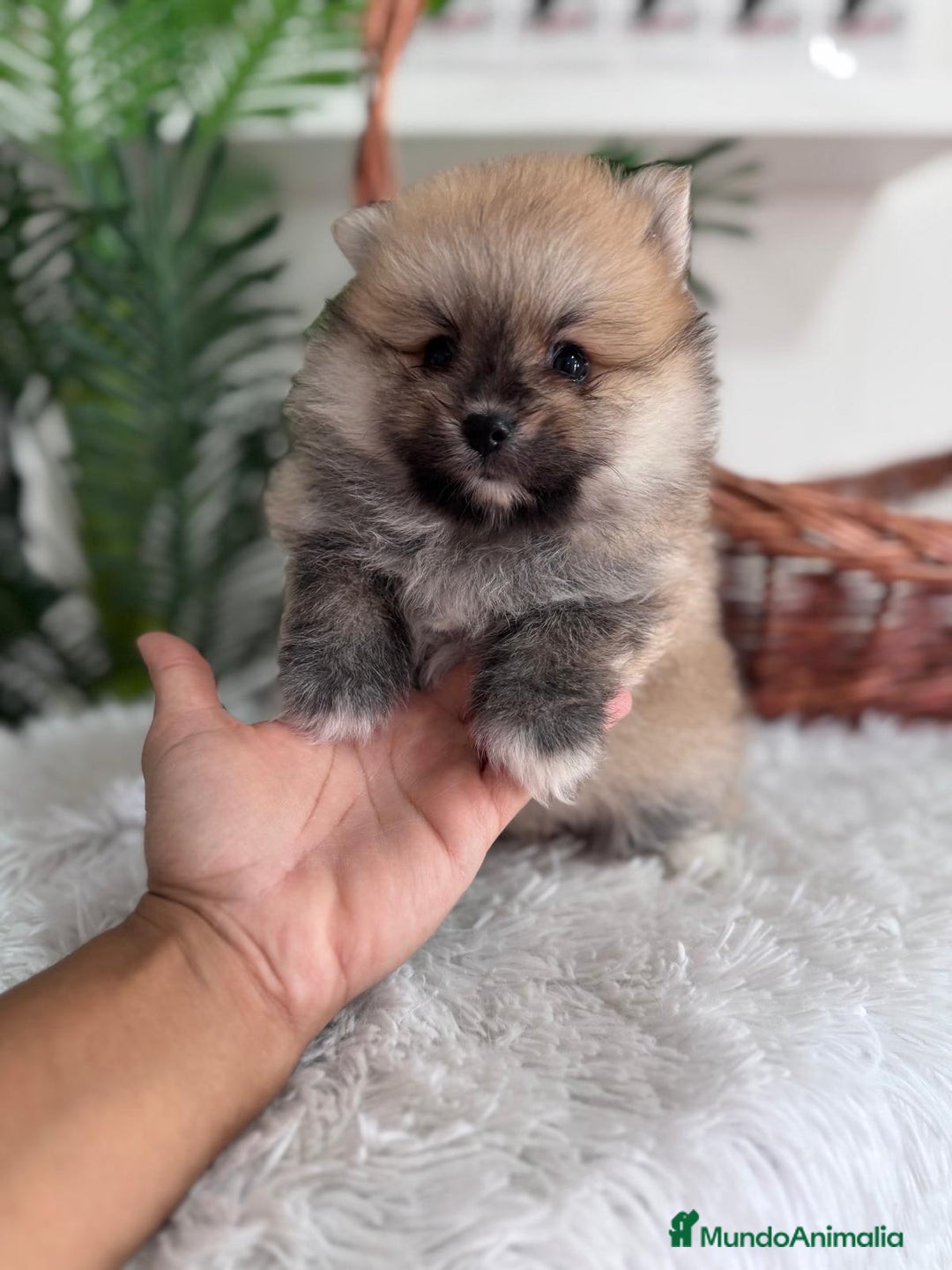 Pomerania perros en venta: POMERANIA MACHO - Imagen 5