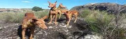 Podenco Canario perros en venta: Podencos Canarios de Valle Viejas  - Anuncio 2