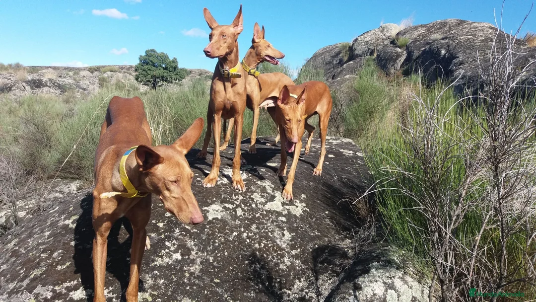 Podenco Canario perros en venta: Podencos Canarios de Valle Viejas  - Anuncio 2