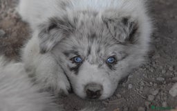 Border Collie perros en venta: MACHO rojo mirlo de Border Collie - Imagen 20