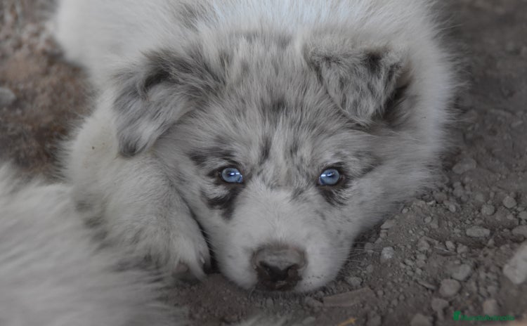 Border Collie perros - Propaganda 2