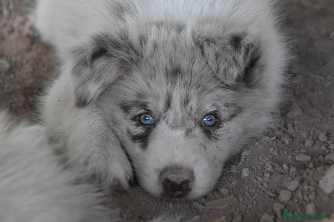 Border Collie perros en venta: MACHO rojo mirlo de Border Collie - Imagen 20