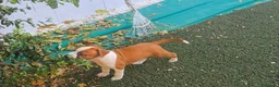 American Staffordshire-Terrier perros en venta: American staffordshire Terrier  - Anuncio 2