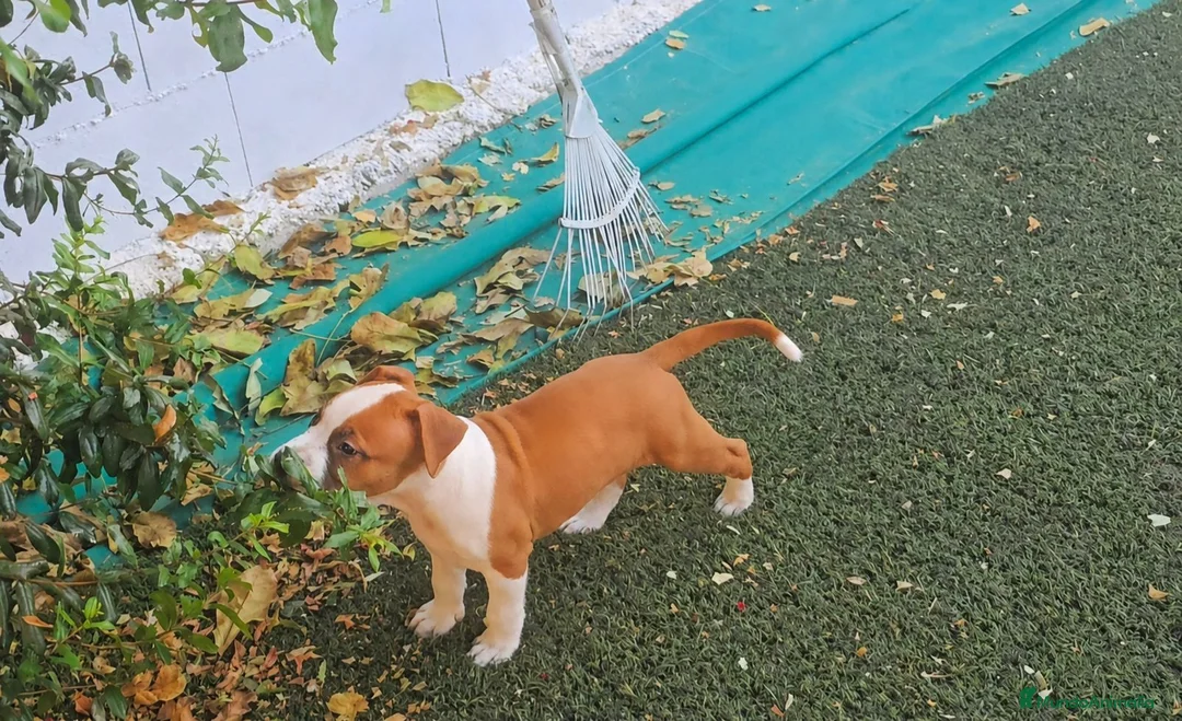 American Staffordshire-Terrier perros en venta: American staffordshire Terrier  - Anuncio 2