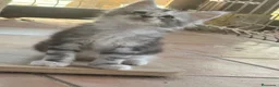 Maine Coon gatos en venta: Preciosa camada de cachorros Maine coon  - Anuncio 19