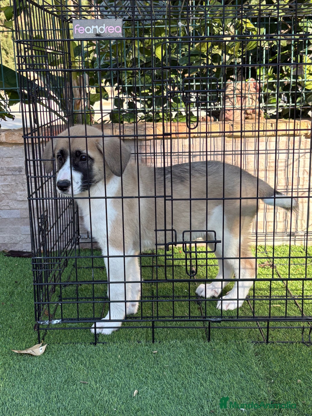 Mastín Español perros en venta: Cachorra de mastín español  - Anuncio 6