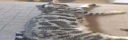 Bengalí gatos en venta: PRECIOSO GATITO BENGALÍ LISTO PARA ENTREGAR  - Anuncio 3