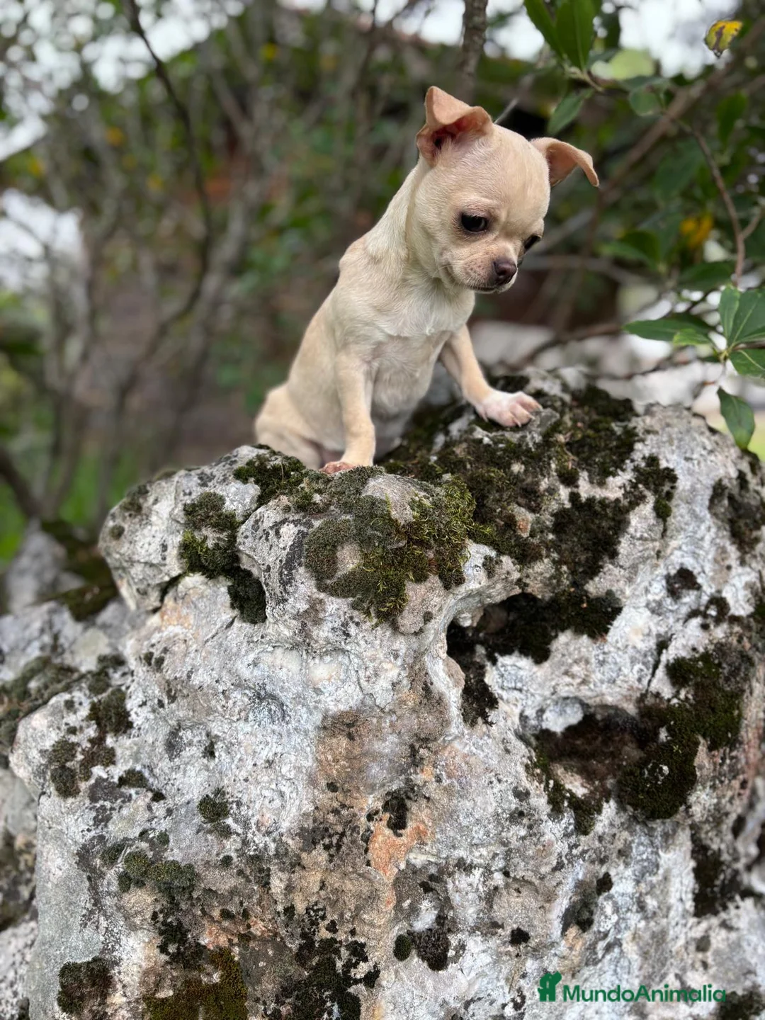 Chihuahua perros en venta: Chihuahua macho listo para entregar!! - Anuncio 1