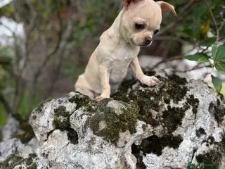 Chihuahua perros Chihuahua macho listo para entregar!! - Anuncio 1