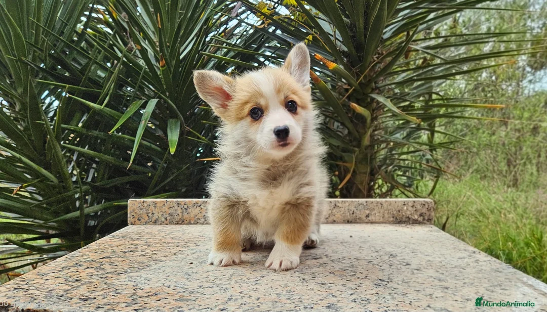 Welsh Corgi Pembroke perros en venta: Corgi - Anuncio 2