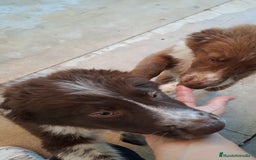 Border Collie perros en venta: Border collie  - Imagen 3