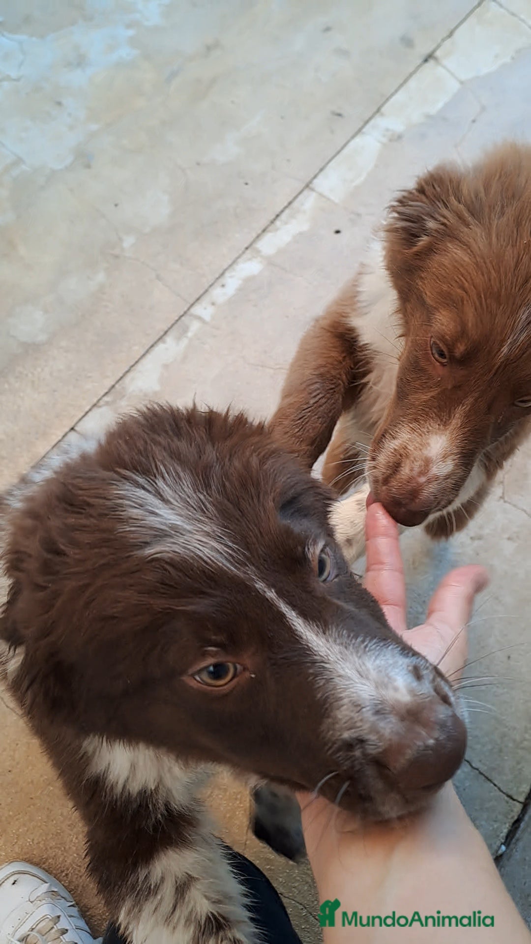 Border Collie perros en venta: Border collie  - Imagen 3