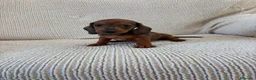 Teckel Miniatura perros en venta: Cachorros de Teckel Miniatura  - Anuncio 2