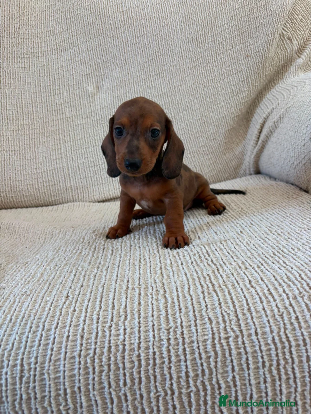 Teckel Miniatura perros en venta: Cachorros de Teckel Miniatura  - Anuncio 2