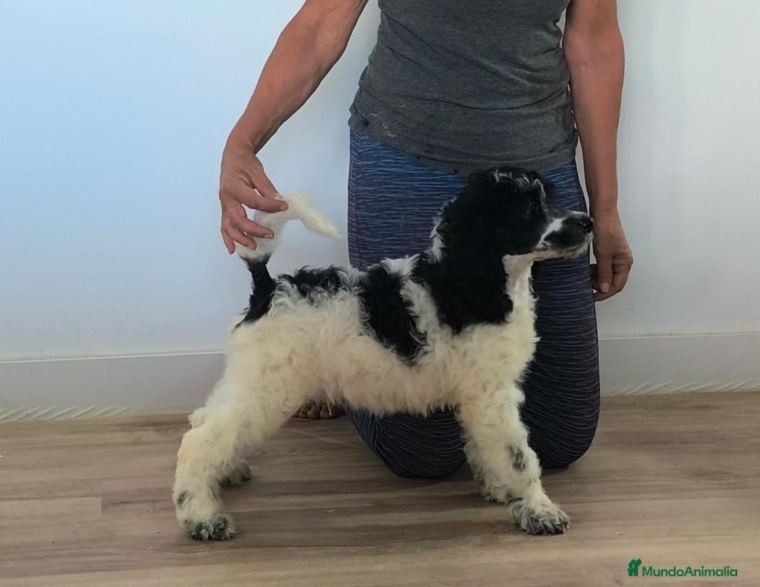 Caniche Gigante perros Caniches gigantes  - Anuncio 2