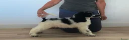 Caniche Gigante perros en venta: Caniches gigantes  - Anuncio 5