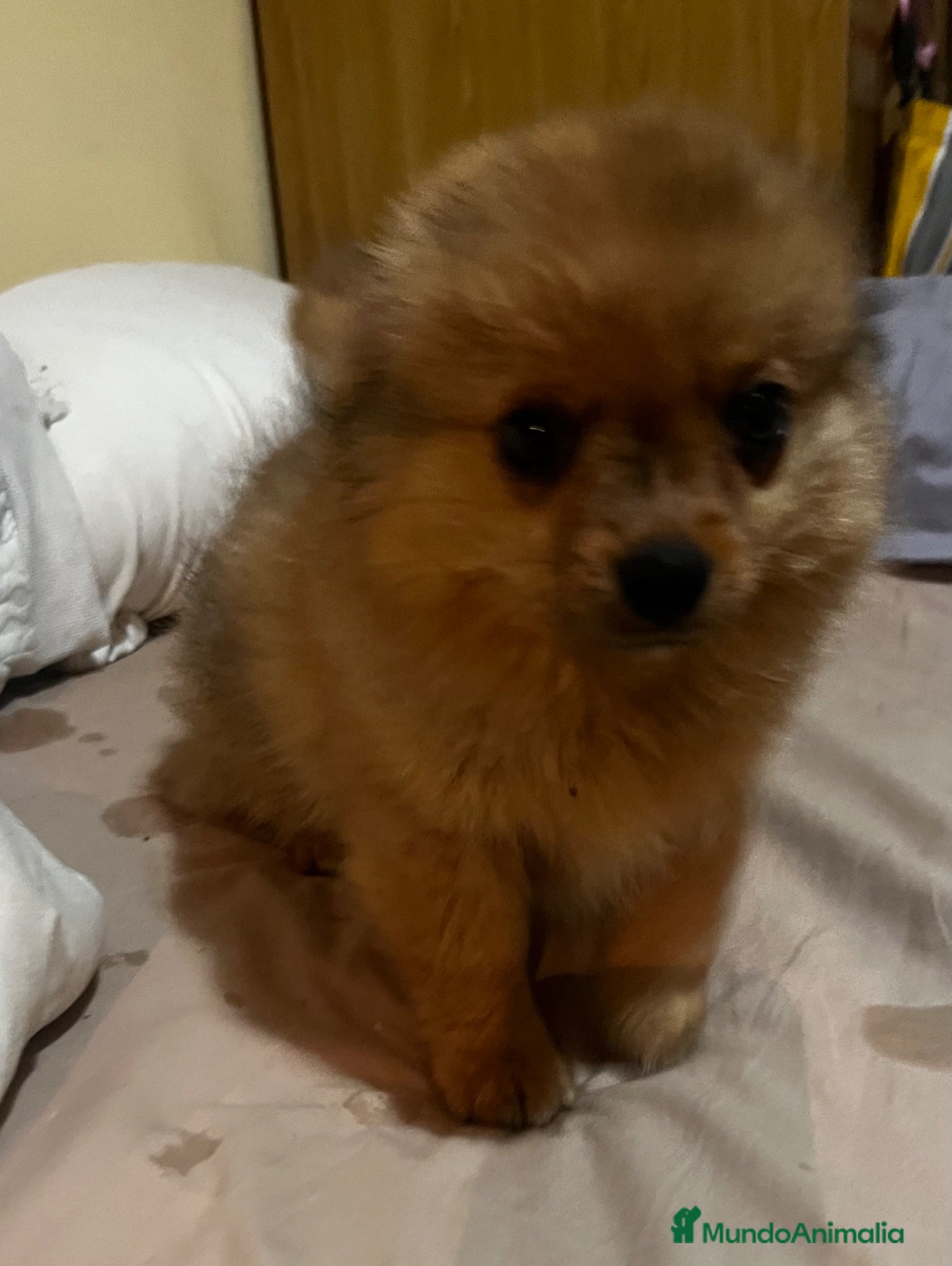 Pomerania perros Pomerania macho merle - Anuncio 6