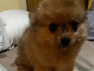 Pomerania perros Pomerania macho merle - Anuncio 6